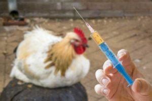 Mga antibiotics para sa mga manok: isang listahan ng .